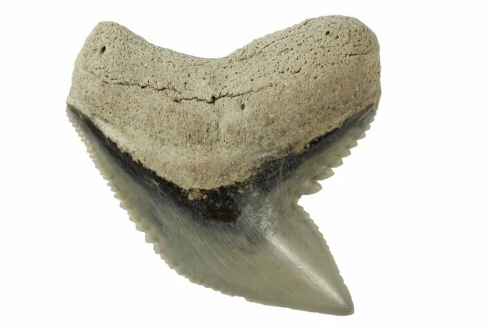 Fossil Tiger Shark (Galeocerdo) Tooth - Aurora, NC #195036